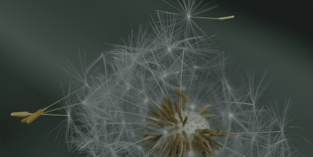 Mindful Leadership: Why Leading Softly Makes Us Resilient